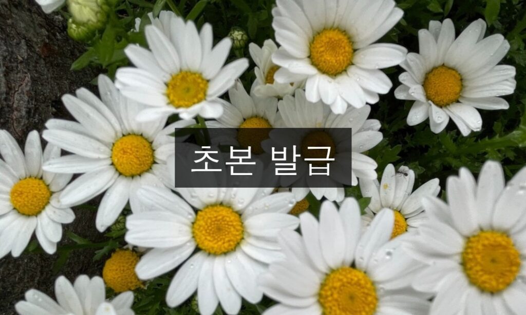 초본 발급 완벽 가이드 | 5분만에 해결하기